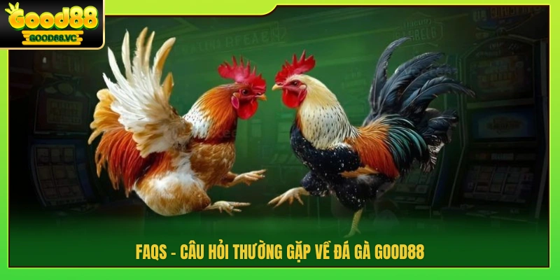 Giải đáp thắc mắc về đá gà Good88 